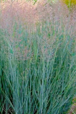 Prairie Sky Red Switch Grass (Panicum Virgatum) - 8 Pack Of 1 Gallon Pots