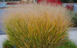 Prairie Sky Red Switch Grass (Panicum Virgatum) - 8 Pack Of 1 Gallon Pots -Outlet Leaf Echoes Store panicum virgatum prairie sky switch grass 5