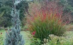 Rotstrahlbusch Red Switch Grass (Panicum Virgatum) - 1 Gallon Pot -Outlet Leaf Echoes Store panicum virgatum rotstrahlbusch switch grass 11 1