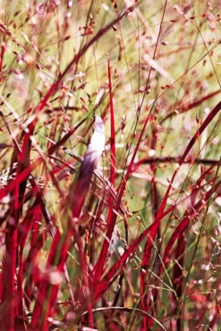 Rotstrahlbusch Red Switch Grass (Panicum Virgatum) - 1 Gallon Pot -Outlet Leaf Echoes Store panicum virgatum rotstrahlbusch switch grass 12 1