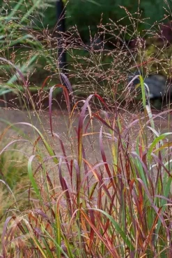 Rotstrahlbusch Red Switch Grass (Panicum Virgatum) - 6 Pack Of 1 Gallon Pots -Outlet Leaf Echoes Store panicum virgatum rotstrahlbusch switch grass 7