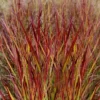 Shenandoah Switch Grass (Panicum Virgatum) - 8 Pack Of 1 Gallon Pots