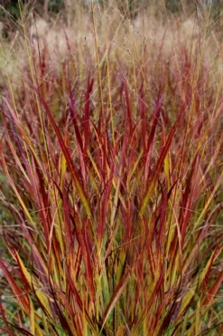 Shenandoah Switch Grass (Panicum Virgatum) - 8 Pack Of 1 Gallon Pots