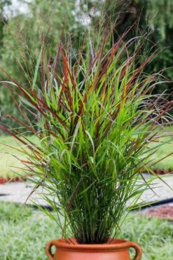 Shenandoah Switch Grass (Panicum Virgatum) - 8 Pack Of 1 Gallon Pots -Outlet Leaf Echoes Store panicum virgatum shenandoah 5