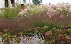 Shenandoah Switch Grass (Panicum Virgatum) - 8 Pack Of 1 Gallon Pots -Outlet Leaf Echoes Store panicum virgatum shenandoah 7