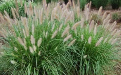 Etouffee Hardy Fountain Grass (Pennisetum Alopecuroides) - 1 Gallon Pot -Outlet Leaf Echoes Store pennisetum alopecuroides etouffee fountain grass 4