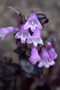 Midnight Masquerade Penstemon (Beardtongue) - 1 Gallon Pot -Outlet Leaf Echoes Store penstemon midnight masquerade 1