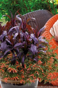 Midnight Masquerade Penstemon (Beardtongue) - 1 Gallon Pot -Outlet Leaf Echoes Store penstemon midnight masquerade 4