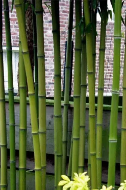 Incense Bamboo (Phyllostachys Atrovaginata) - 3 Gallon Pot 11 Incense Bamboo (Phyllostachys Atrovaginata) - 3 Gallon Pot -Outlet Leaf Echoes Store phyllostachys atrovaginata incense bamboo 2