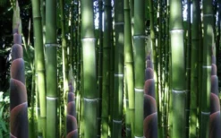 Incense Bamboo (Phyllostachys Atrovaginata) - 3 Gallon Pot 10 Incense Bamboo (Phyllostachys Atrovaginata) - 3 Gallon Pot -Outlet Leaf Echoes Store phyllostachys atrovaginata incense bamboo 3