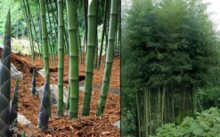 Incense Bamboo (Phyllostachys Atrovaginata) - 3 Gallon Pot 9 Incense Bamboo (Phyllostachys Atrovaginata) - 3 Gallon Pot -Outlet Leaf Echoes Store phyllostachys atrovaginata incense bamboo 7