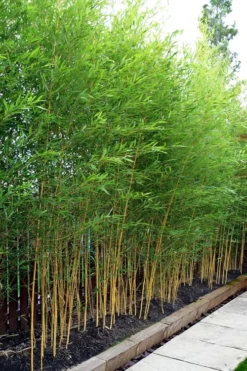 Koi Golden Bamboo (Phyllostachys Aurea 'Koi') - 3 Gallon Pot (2-4') -Outlet Leaf Echoes Store phyllostachys aurea koi golden bamboo 100 1