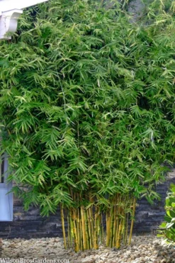 Koi Golden Bamboo (Phyllostachys Aurea 'Koi') - 3 Gallon Pot (2-4') -Outlet Leaf Echoes Store phyllostachys aurea koi golden bamboo 101 1