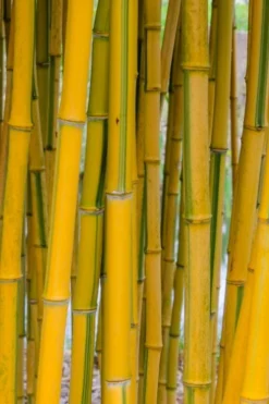 Green Groove Golden Bamboo - Phyllostachys Aureosulcata 'Spectabilis' - 3 Gallon Pot (4-6') -Outlet Leaf Echoes Store phyllostachys aureosulcata spectabilis green groove bamboo 101