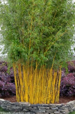 Outlet Leaf Echoes Store 20 Green Groove Golden Bamboo - Phyllostachys Aureosulcata 'Spectabilis' - 3 Gallon Pot (2-4')