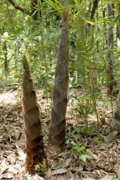 Moso Giant Bamboo (Phyllostachys Edulis 'Moso') - 3 Gallon Pot (2-4') -Outlet Leaf Echoes Store phyllostachys edulis moso giant timber bamboo 100 1