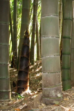 Moso Giant Bamboo (Phyllostachys Edulis 'Moso') - 3 Gallon Pot (2-4') -Outlet Leaf Echoes Store phyllostachys edulis moso giant timber bamboo 101 1
