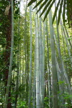 Moso Giant Bamboo (Phyllostachys Edulis 'Moso') - 3 Gallon Pot (4-6') -Outlet Leaf Echoes Store phyllostachys edulis moso giant timber bamboo 105