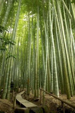 Moso Giant Bamboo (Phyllostachys Edulis 'Moso') - 3 Gallon Pot (4-6') -Outlet Leaf Echoes Store phyllostachys edulis moso giant timber bamboo 106