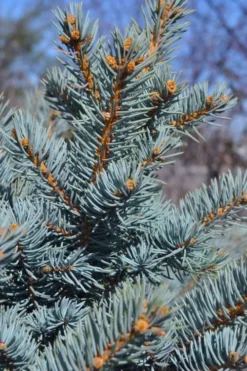 Montgomery Dwarf Blue Spruce (Picea Pungens 'Montgomery') - 2 Gallon Pot -Outlet Leaf Echoes Store picea pungens montgomery dwarf blue spruce 1
