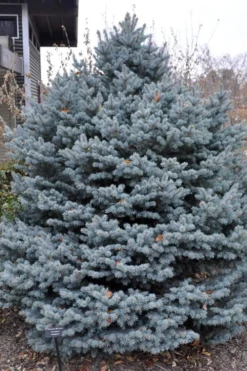Montgomery Dwarf Blue Spruce (Picea Pungens 'Montgomery') - 2 Gallon Pot -Outlet Leaf Echoes Store picea pungens montgomery dwarf blue spruce fall