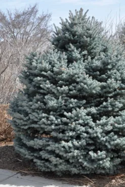 Montgomery Dwarf Blue Spruce (Picea Pungens 'Montgomery') - 2 Gallon Pot -Outlet Leaf Echoes Store picea pungens montgomery dwarf blue spruce winter 2