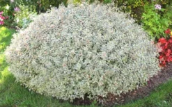Confetti Dwarf Abelia - 3 Gallon Pot -Outlet Leaf Echoes Store picture abelia confetti