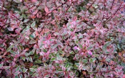 Confetti Dwarf Abelia - 3 Gallon Pot -Outlet Leaf Echoes Store picture abelia confetti pink foliage