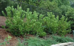 Ocala Yellow Anise (Illicium Parviflorum) - 3 Gallon Pot -Outlet Leaf Echoes Store picture aniseocala 2