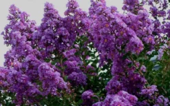 Twilight Purple Crape Myrtle - 7 Gallon Pot (4-5') -Outlet Leaf Echoes Store picture crape myrtle twilight 1