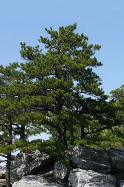 Table Mountain Pine Tree (Pinus Pungens) - 3 Gallon Pot -Outlet Leaf Echoes Store pinus pungens table mountain pine tree 1