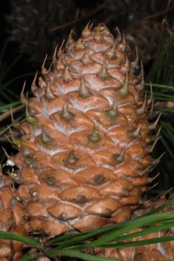 Table Mountain Pine Tree (Pinus Pungens) - 3 Gallon Pot -Outlet Leaf Echoes Store pinus pungens table mountain pine tree 11