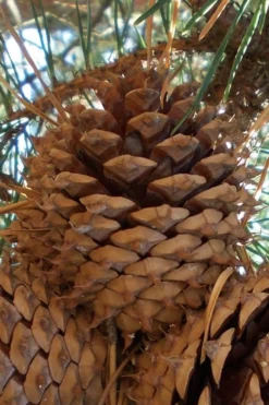 Table Mountain Pine Tree (Pinus Pungens) - 3 Gallon Pot -Outlet Leaf Echoes Store pinus pungens table mountain pine tree 12