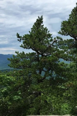 Table Mountain Pine Tree (Pinus Pungens) - 3 Gallon Pot -Outlet Leaf Echoes Store pinus pungens table mountain pine tree 2