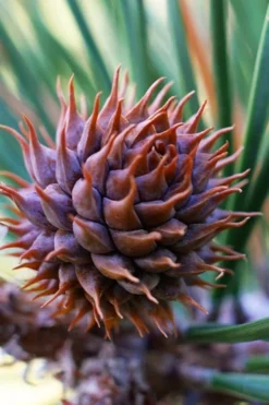 Table Mountain Pine Tree (Pinus Pungens) - 3 Gallon Pot -Outlet Leaf Echoes Store pinus pungens table mountain pine tree 7