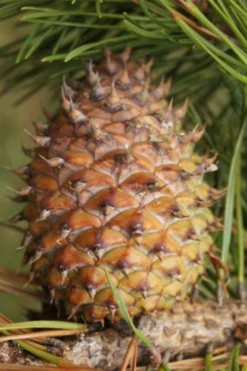 Table Mountain Pine Tree (Pinus Pungens) - 3 Gallon Pot