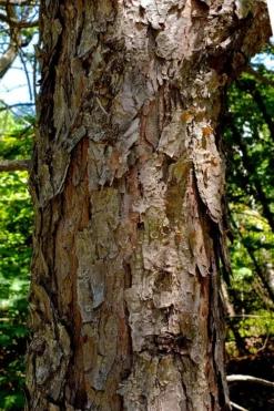 Table Mountain Pine Tree (Pinus Pungens) - 3 Gallon Pot -Outlet Leaf Echoes Store pinus pungens table mountain pine tree 9