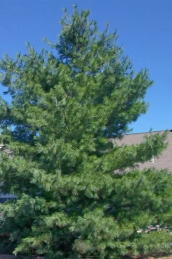 Eastern White Pine (Pinus Strobus) - 1 Gallon Pot