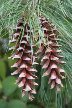 Eastern White Pine (Pinus Strobus) - 5 Gallon Pot -Outlet Leaf Echoes Store pinus strobus eastern white pine 3 1