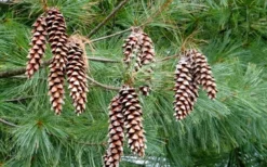 Eastern White Pine (Pinus Strobus) - 1 Gallon Pot -Outlet Leaf Echoes Store pinus strobus eastern white pine 4
