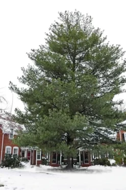 Eastern White Pine (Pinus Strobus) - 1 Gallon Pot -Outlet Leaf Echoes Store pinus strobus eastern white pine 5