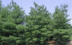 Eastern White Pine (Pinus Strobus) - 1 Gallon Pot -Outlet Leaf Echoes Store pinus strobus eastern white pine 6