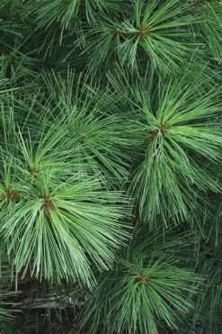 Eastern White Pine (Pinus Strobus) - 5 Gallon Pot -Outlet Leaf Echoes Store pinus strobus eastern white pine 7 1