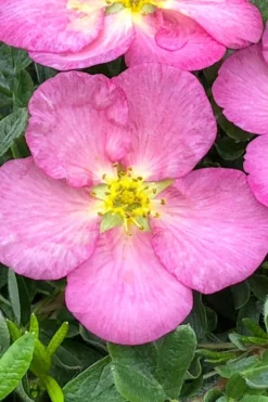 Happy Face Hearts Shrubby Cinquefoil (Potentilla Fruticosa) - 3 Gallon Pot -Outlet Leaf Echoes Store potentilla fruticosa happy face hearts shrubby cinquefoil 12