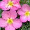 Happy Face Hearts Shrubby Cinquefoil (Potentilla Fruticosa) - 3 Gallon Pot