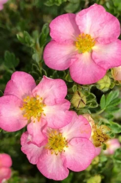 Happy Face Hearts Shrubby Cinquefoil (Potentilla Fruticosa) - 3 Gallon Pot -Outlet Leaf Echoes Store potentilla happy face hearts 500x750 1
