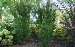 Zuzu Flowering Cherry (Prunus Incisa 'Rinpo') - 5 Gallon Pot -Outlet Leaf Echoes Store prunus incisa zuzu flowering cherry 2