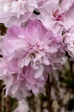 Zuzu Flowering Cherry (Prunus Incisa 'Rinpo') - 3 Gallon Pot -Outlet Leaf Echoes Store prunus incisa zuzu flowering cherry 4 1