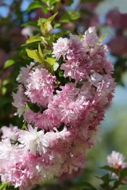 Zuzu Flowering Cherry (Prunus Incisa 'Rinpo') - 5 Gallon Pot -Outlet Leaf Echoes Store prunus incisa zuzu flowering cherry 5
