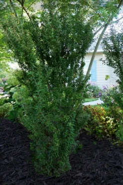 Zuzu Flowering Cherry (Prunus Incisa 'Rinpo') - 5 Gallon Pot -Outlet Leaf Echoes Store prunus incisa zuzu flowering cherry 7